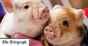 We did not find results for: Micro Pigs Abandoned By Owners Who Don T Realise They Grow So Large