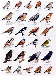 Garden Bird Chart Art Bird Identification Birds Wild Birds