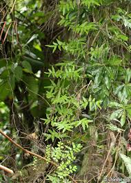 Image result for Lygodium microphyllum
