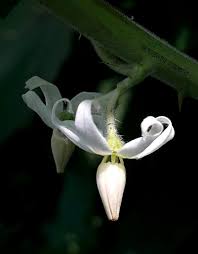 Image result for Solanum campylacanthum 'panduriforme type'