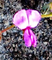 Image result for Grona triflora