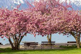 Kwanzan cherry has double pink flowers and is usually purchased and planted for this reason. Kwanzan Cherry Tree Profile And Care Instructions