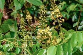 Image result for Guilandina bonduc