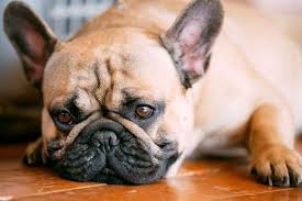 Hormonal hair loss in dogs there's a ton of different hormonal reasons for why dogs lose their hair, reeder says, adding that with hormonal hair loss, it's typically very symmetrical and usually affects the trunk of the dog. Dog Losing Hair In Patches And Scabs Causes Treatments