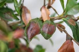 This is one of the most serious of all camellia diseases and is caused by the fungus glomerella cingulata. Camellias Losing Leaves Why