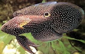 Makanan untuk ikan cupang ini sangat banyak jenisnya, karena cupang merupakan hewan yang tidak rewel dalam urusan adaptasi. Cupang Laut Sudah Tahukah Anda Ikan Hias Air Tawar Laut Dan Aquarium