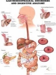 Gastroesophageal Disorders Anatomical Chart Anatomical