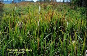 Image result for Imperata