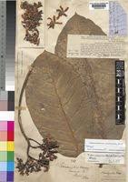 Image result for Tabernaemontana brachyantha