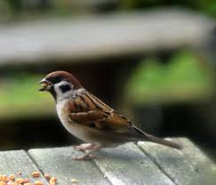 Eurasian Tree Sparrow Passer Montanus Bird Garden Little Garden Animals