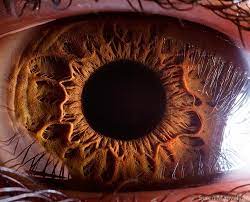 Amazing eye macros (23 pics). Extreme Close Ups Of The Human Eye Bored Panda