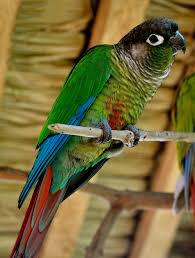 Green Cheeked Conure Facts Habitat Diet Adaptations Pictures