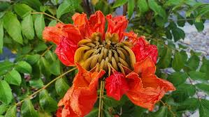 Image result for Glyphaea tomentosa