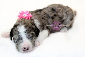 Our breeder background check ensures healthy and humane breeding practices and a healthier, happier puppy for you! Mini Sheepadoodle Puppies California Bmo Show
