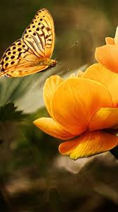 Maybe you would like to learn more about one of these? Amazon Com Beautiful Flowers Wallpaper Hd Appstore For Android
