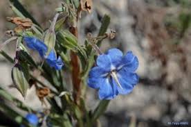 Image result for Trichodesma zeylanicum