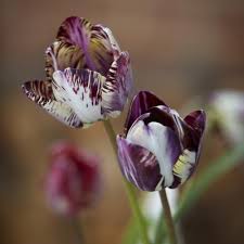 We have a stunning range of fresh and dried flowers, gifts and hampers. Chapel Farm Flowers Flowers From The Farm