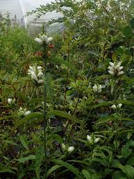 Image result for Blotiella glabra