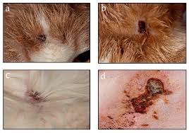 It should be stressed that even if the bat would transmit the lyssavirus to the cat, it takes several weeks before the cat develops rabies and starts shedding the virus. Viruses Free Full Text Orthopoxvirus Seroprevalence In Cats And Veterinary Personnel In North Eastern Italy In 2011 Html