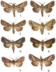 Invasive species list and scorecards for california. A Review Of The Paectes Arcigera Species Complex Guenee Lepidoptera Euteliidae