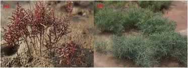 Image result for Suaeda plumosa