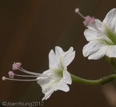 Image result for Commicarpus