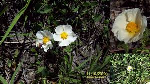 Image result for Wissadula