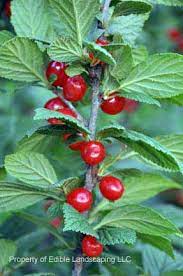 We did not find results for: Cherries Bush Edible Landscaping