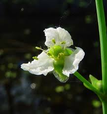 Image result for Caldesia parnassifolia