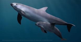 Pin By Sebastian Stoddard On Pet Care In 2020 Rare Animals Animals Extinct Animals