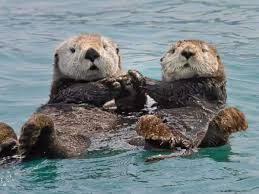 Sea otters hold hands while they sleep, and 5 other cute animal facts
