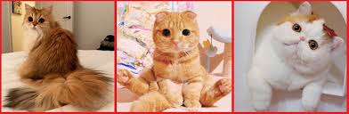 Stick figur menggambar langkah demi langkah apl di google play. Kucing Comel