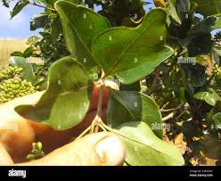 Image result for Nuxia congesta