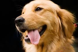 Bring a puppy to be your companion. Black Golden Retrievers What You Absolutely Must Know K9 Web