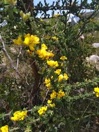 Image result for Adenocarpus mannii