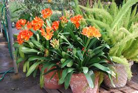 Image result for clivia