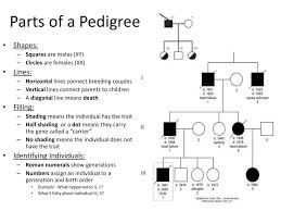 Pedigrees Essential Questions What Is A Pedigree What Do