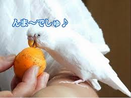 ひだまり日記 インコにビワはいけませんよー