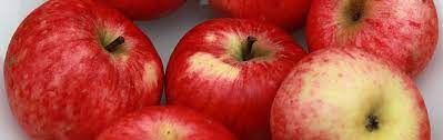 See full list on slowfood.de Luikenapfel Slow Food Deutschland