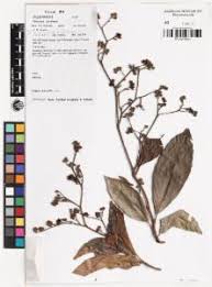 Image result for Tetracera