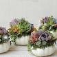 Punkulent Succulent Arrangement