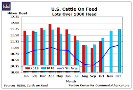 Cattle Feeders Place More Heifers On Feed Farmdoc Daily