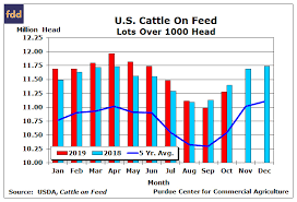 cattle feeders place more heifers on feed farmdoc daily