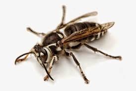 Black And White Wasp Identification Bald Faced Wasp Bald Face Insect Species Wasp