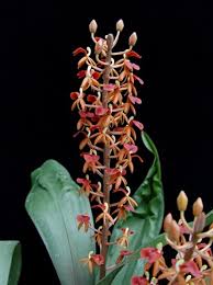 Image result for Liparis