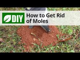 However, if you have a mole that has changed in shape, size, or color, it needs to be evaluated for skin cancer. How To Get Rid Of Moles Video Domyown Com