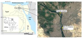 Image result for Vossia cuspidata