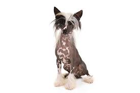 We have search for the most common hairless dog breeds in the world. Hairless Dog Breeds The Ultimate List Of Hairless Dogs 2019