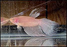 Betta fish are extremely popular. Albino Bettas Do They Exist Inglorious Bettas