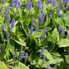 Image result for Pontederia